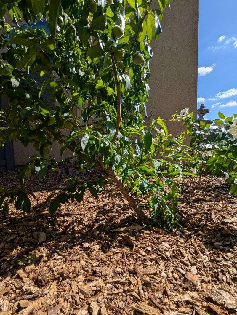 Call An Arborist For Large Leaning Trees