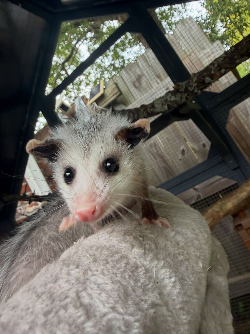 Call Local Wildlife Experts When Needed