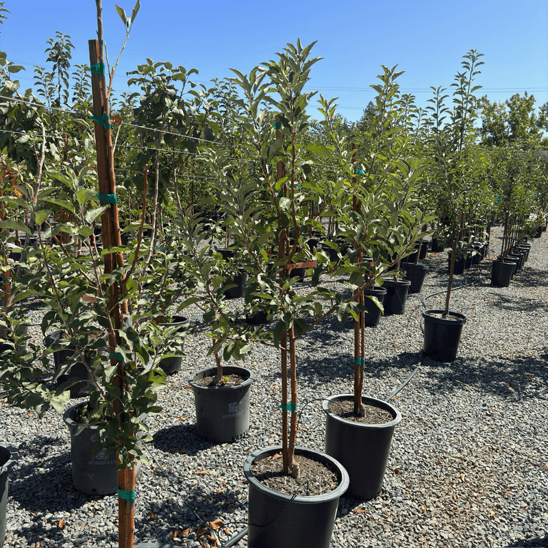 Call Nurseries In October For Pre-Order Lists Call Nurseries In October For Pre-Order Lists