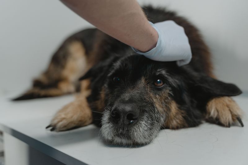 Call Your Vet If Vomiting Lasts More Than A Day