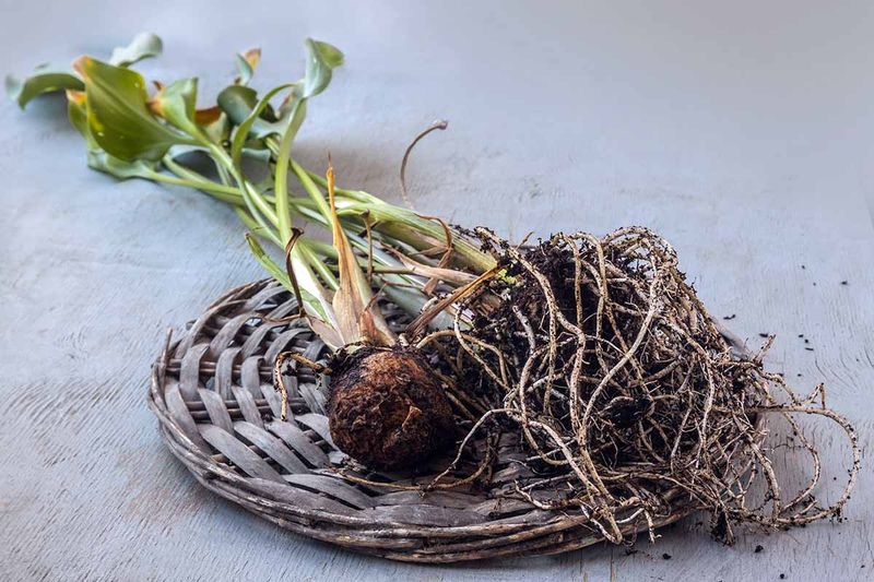 Calla Lily Rhizomes Calla Lily Rhizomes