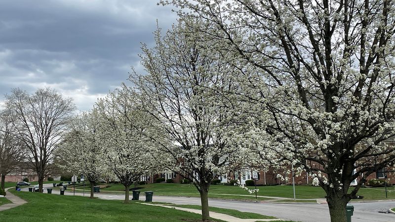 Callery Pear Shows How The Rule Works Callery Pear Shows How The Rule Works