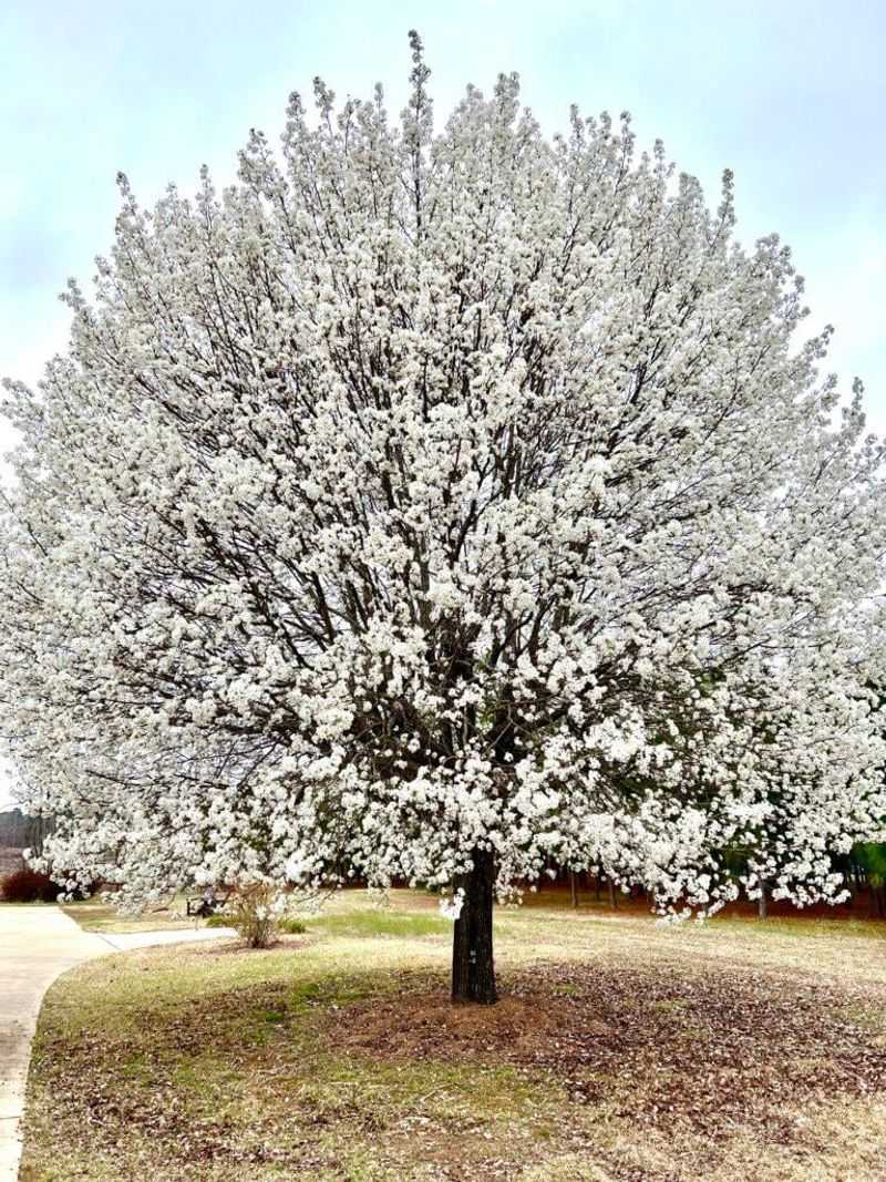 Callery Pear, The Bradford Pear Family Callery Pear, The Bradford Pear Family
