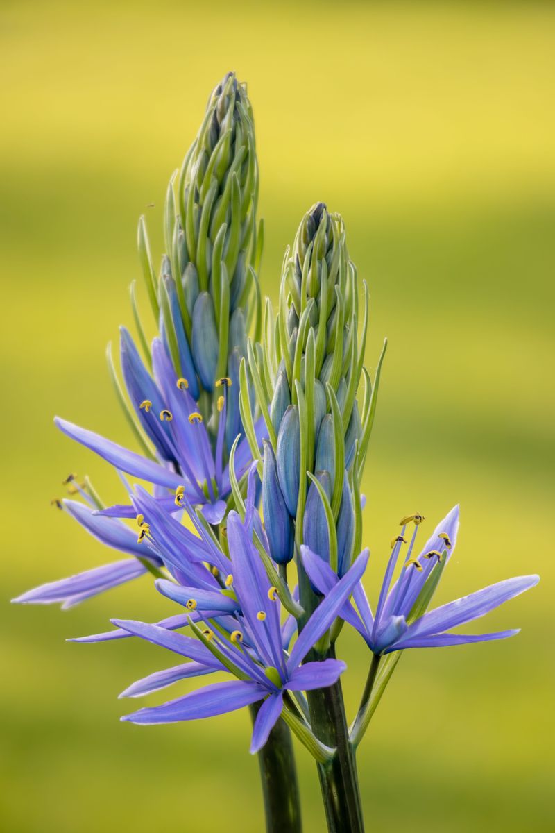 Camassia For Late-Spring Blue Spikes Camassia For Late-Spring Blue Spikes