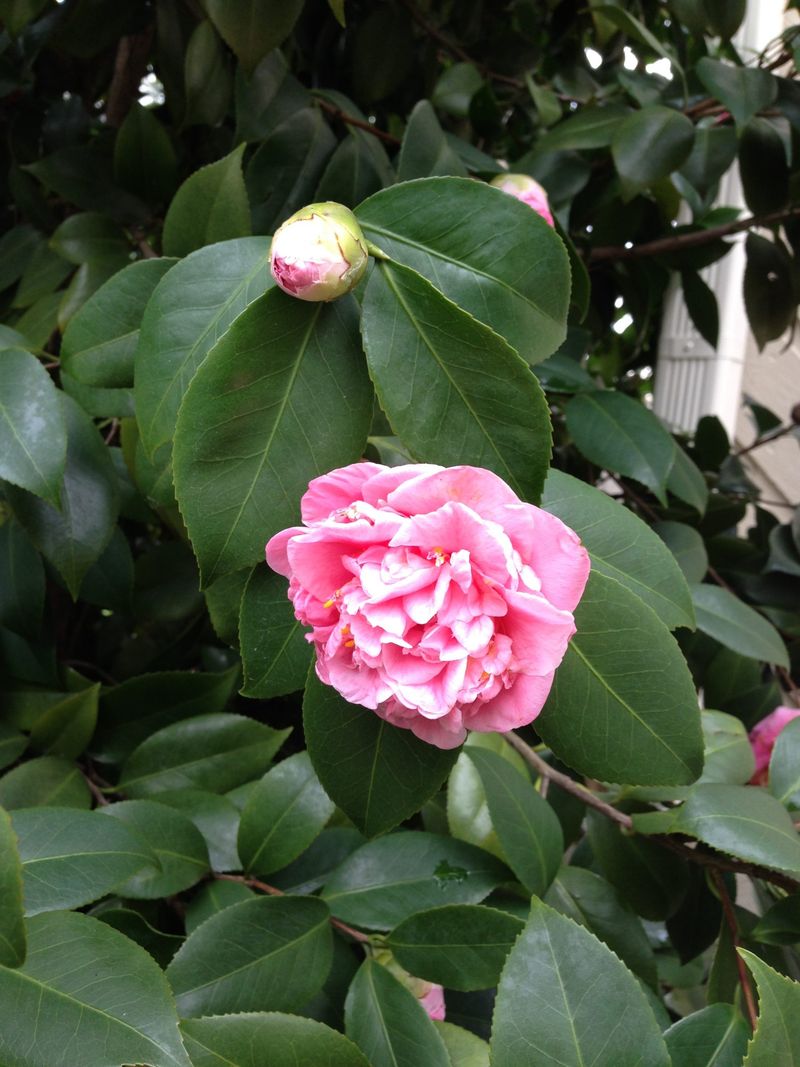 Camellia