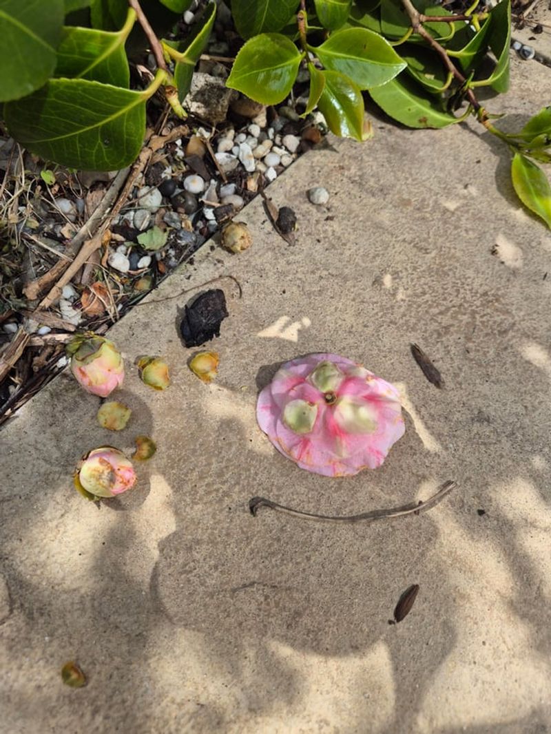 Camellias Drop Buds When Roots Dry Out Camellias Drop Buds When Roots Dry Out