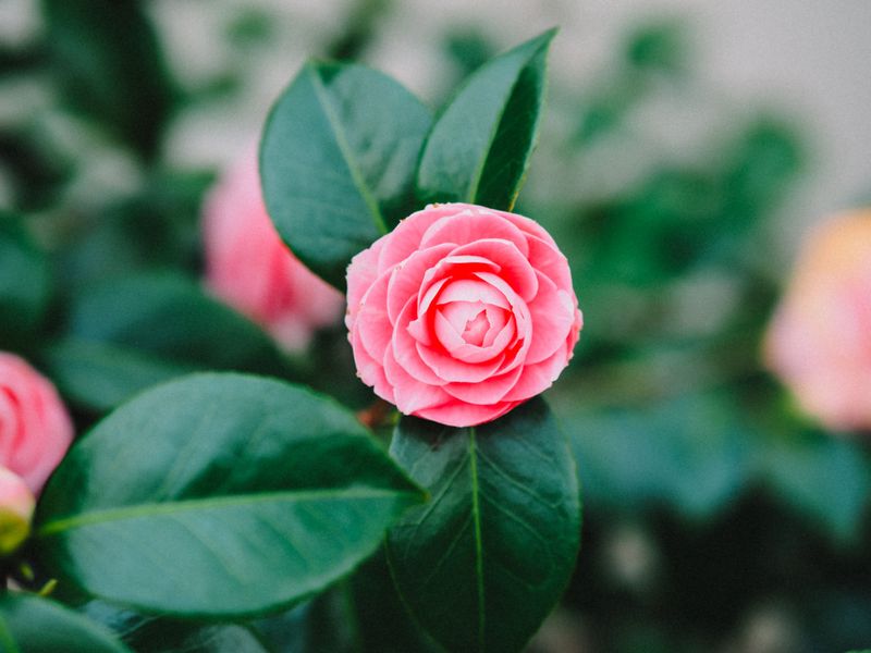 Camellias For Big Blooms Through The Cool Months