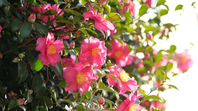 Camellias Lose Buds That Are Already Set Camellias Lose Buds That Are Already Set