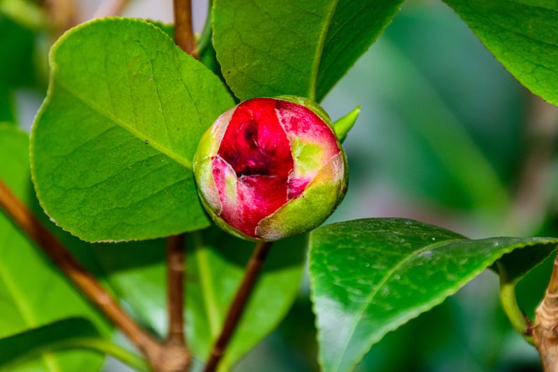 Camellias May Drop Their Buds Camellias May Drop Their Buds