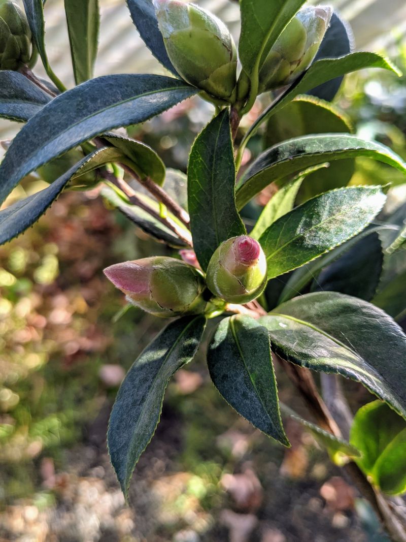 Camellias Set More Buds Than They Can Open Camellias Set More Buds Than They Can Open