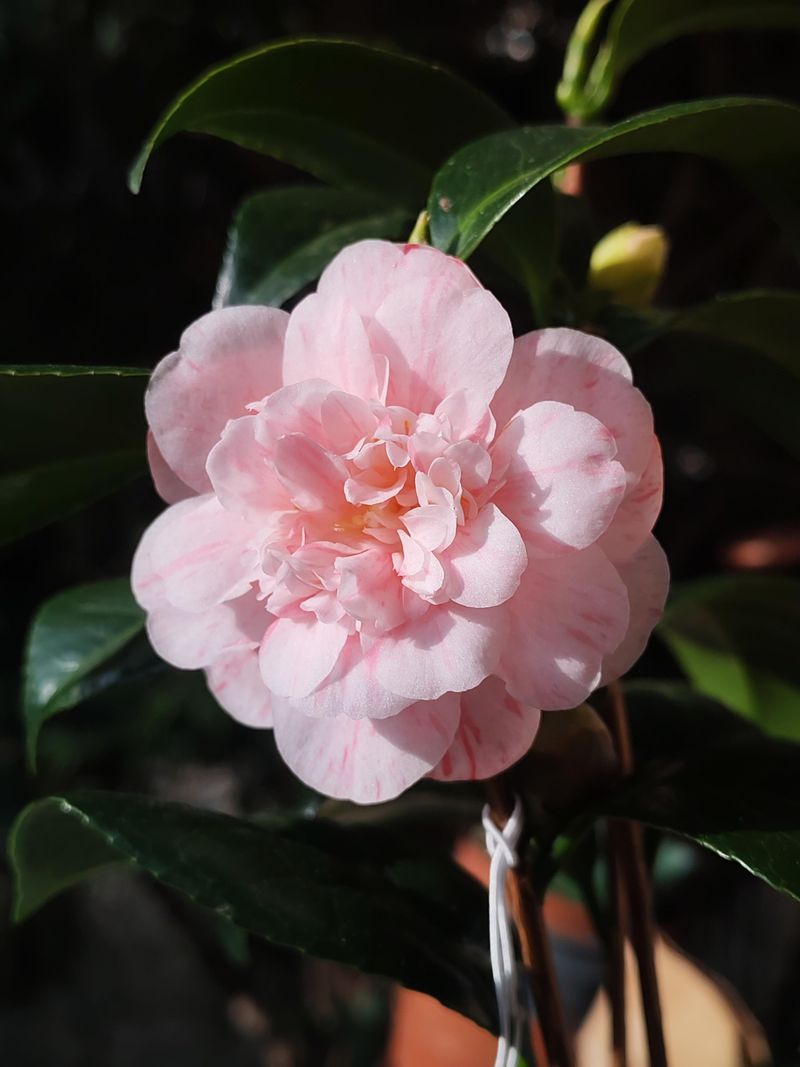 Camellias That Bloom Through Fall And Winter Camellias That Bloom Through Fall And Winter