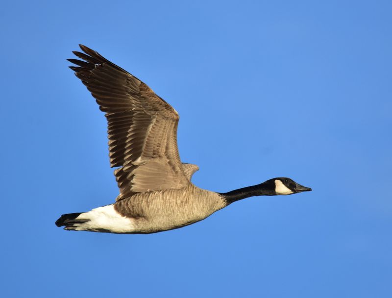 Canada Geese Are Protected By Federal And State Law Canada Geese Are Protected By Federal And State Law