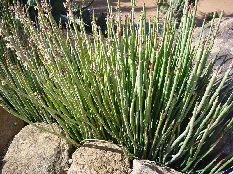 Candelilla