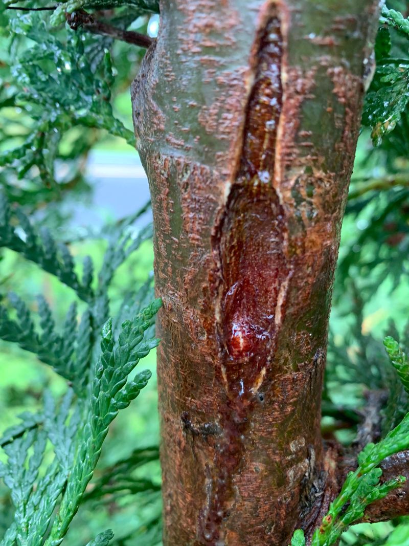 Canker Fungi Love A Damp October Wound Canker Fungi Love A Damp October Wound