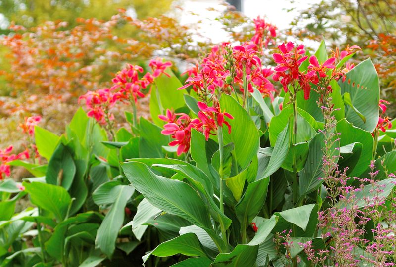 Canna Lily Rhizomes Waiting To Be Dug