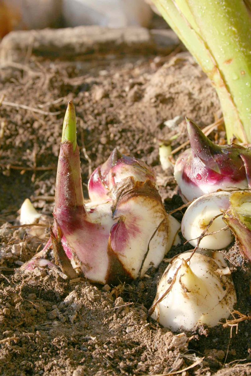 Canna Rhizomes Canna Rhizomes