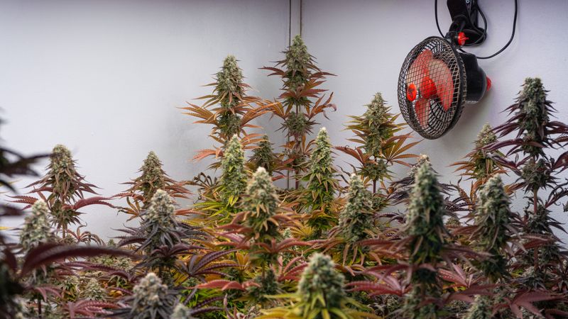 Cannabis For Homemade Edibles Comes With Strict Limits