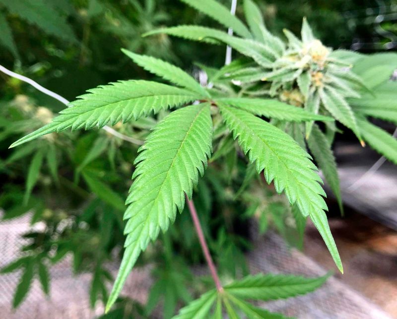 Cannabis Has Strict Home Grow Limits In New York