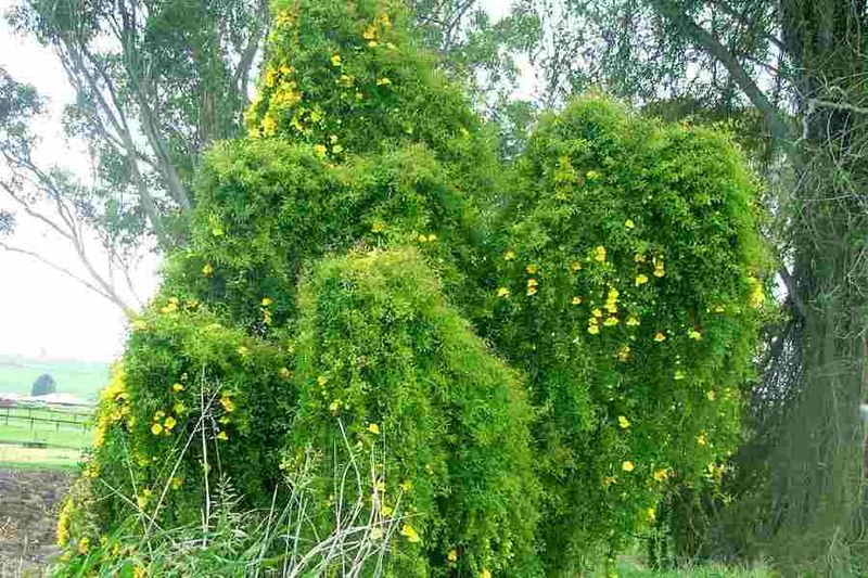 Canopy coverage is the documented concern for trees Canopy coverage is the documented concern for trees
