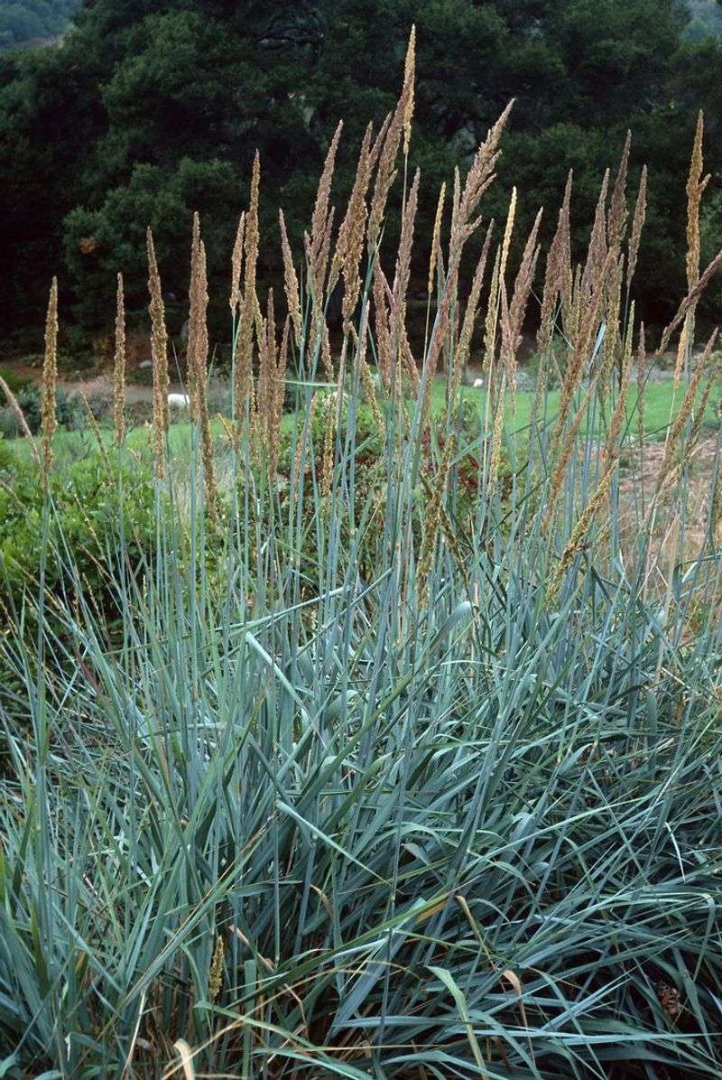 Canyon Prince Wild Rye Canyon Prince Wild Rye