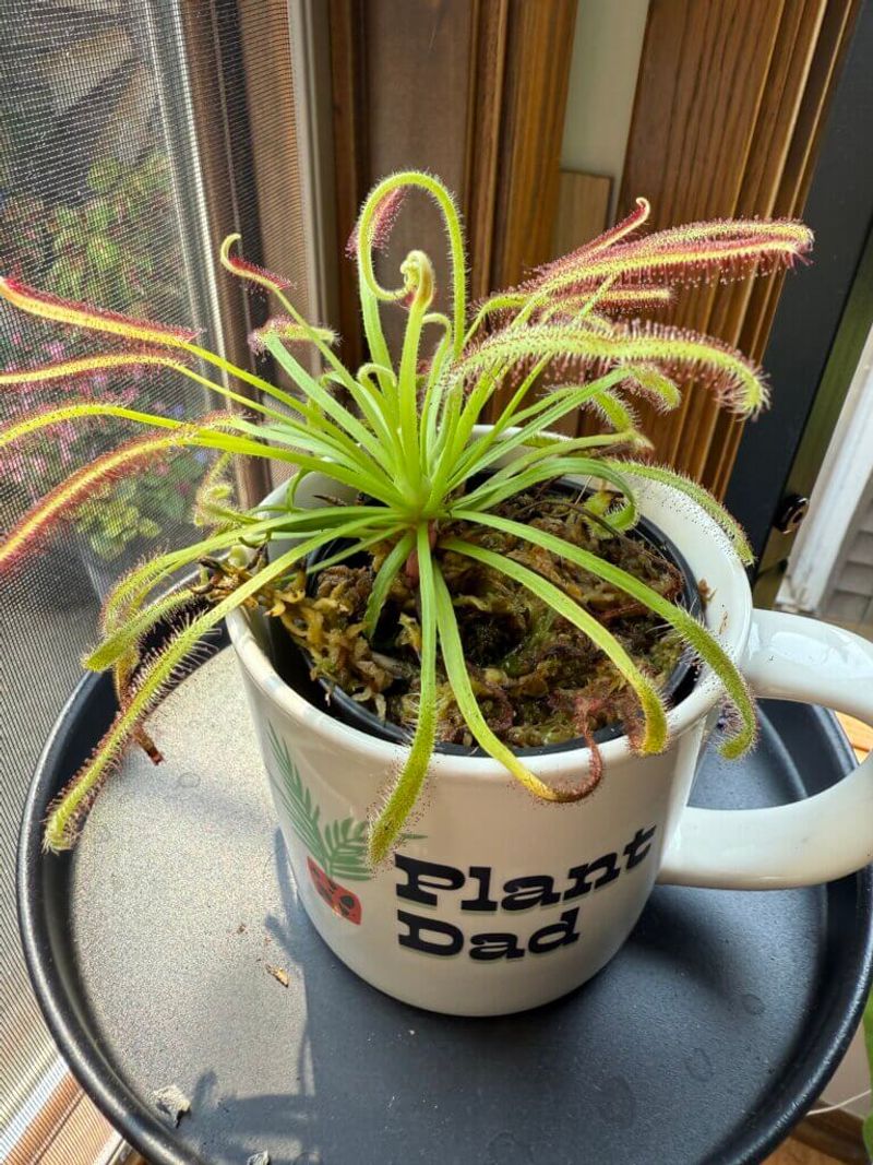 Cape Sundew