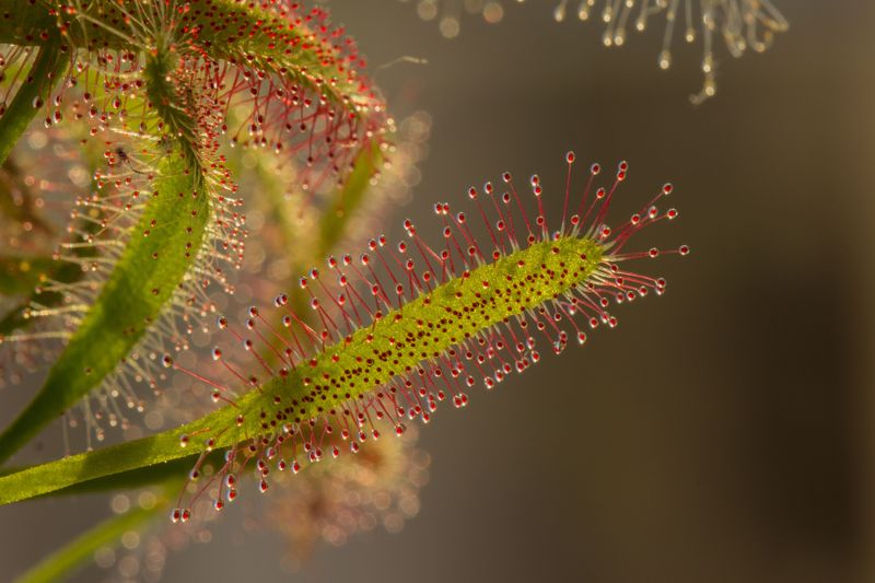 Cape Sundew Glitters And Grips Cape Sundew Glitters And Grips