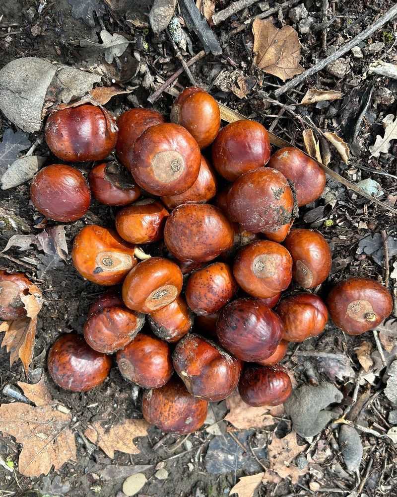 Capsules Split To Release Glossy Brown Seeds Capsules Split To Release Glossy Brown Seeds