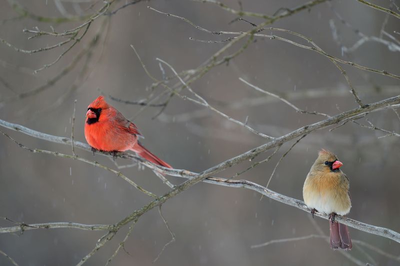Cardinal Couples Often Stay Together Year Round Cardinal Couples Often Stay Together Year Round