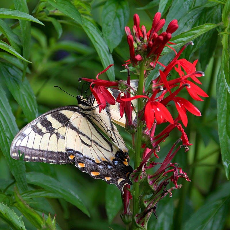 Cardinal Flower Is Often Short-Lived