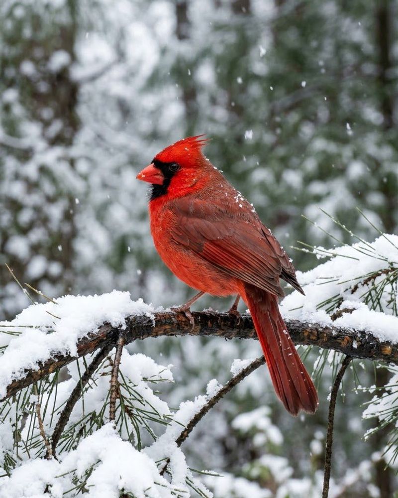 Cardinals Head For The Thickest Cover They Can Find