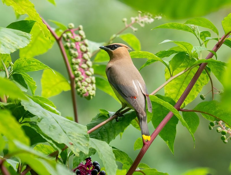 Cardinals, Mockingbirds And Cedar Waxwings Feast On Them