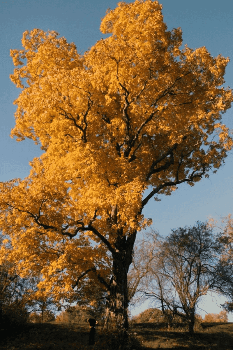 Care Habits That Keep It Thriving