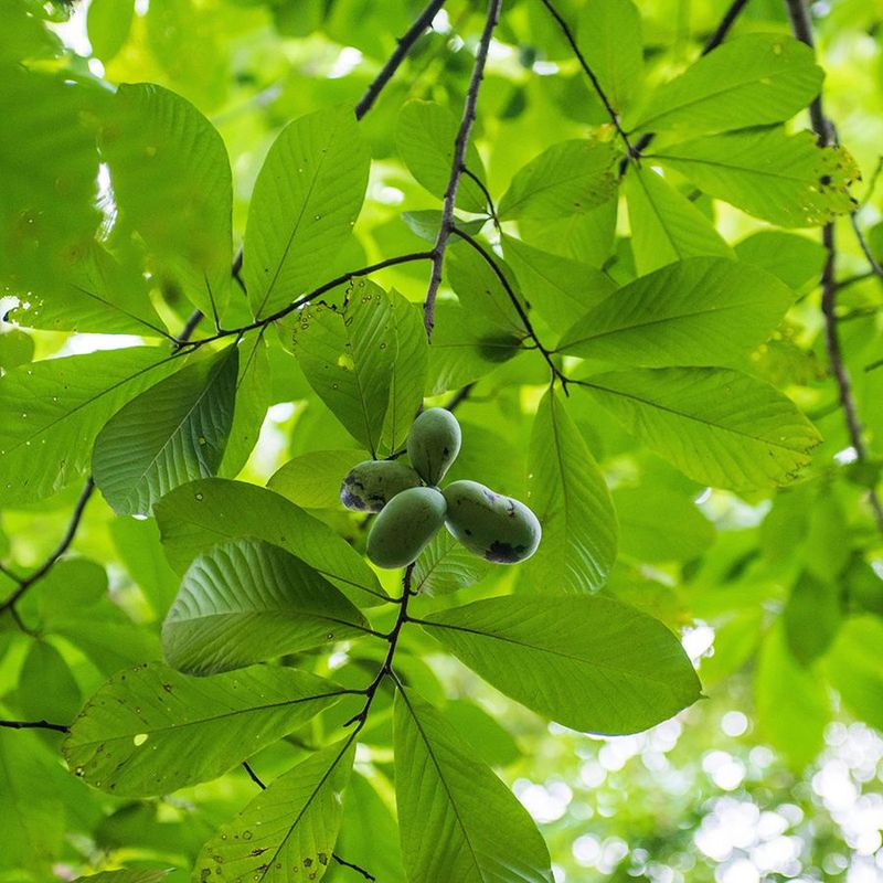 Caring For Pawpaws Through Seasons