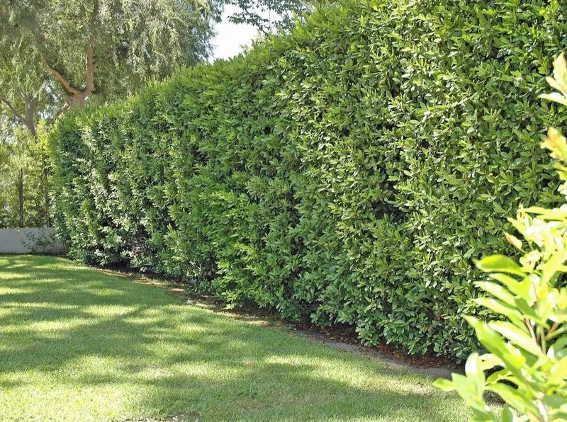 Carolina Cherry Laurel