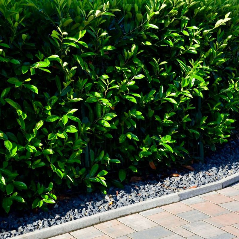 Carolina Cherry Laurel Carolina Cherry Laurel
