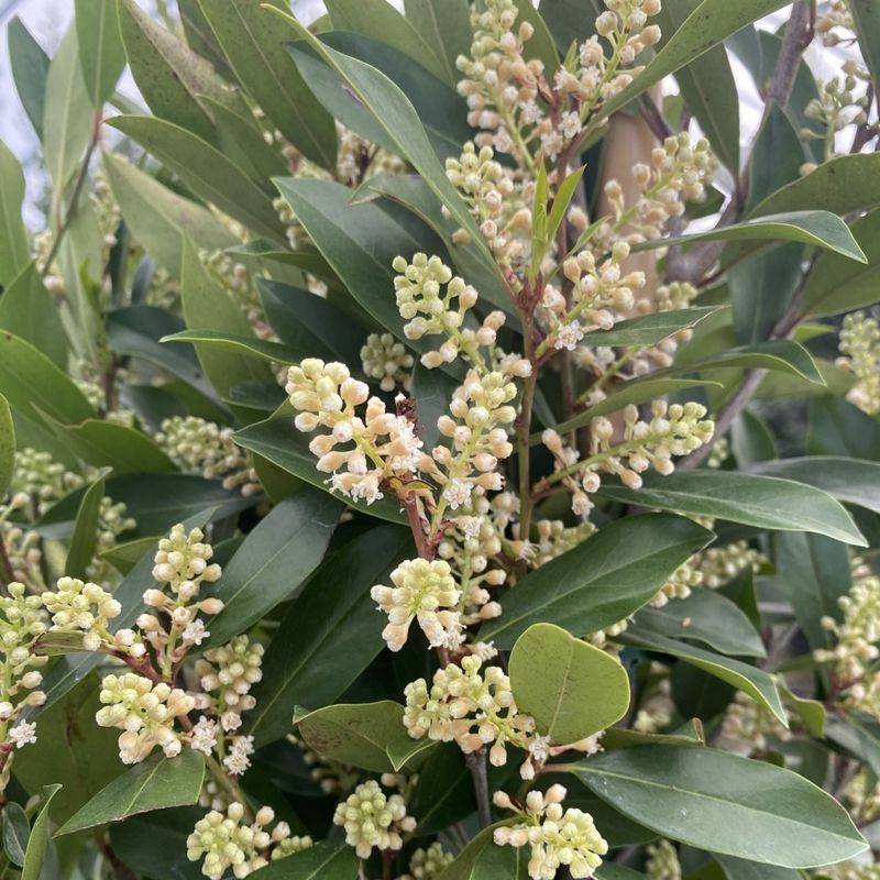 Carolina Cherry Laurel Grows Quickly But Can Reseed Nearby