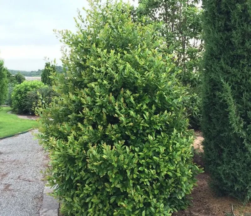 Carolina Cherry Laurel Carolina Cherry Laurel