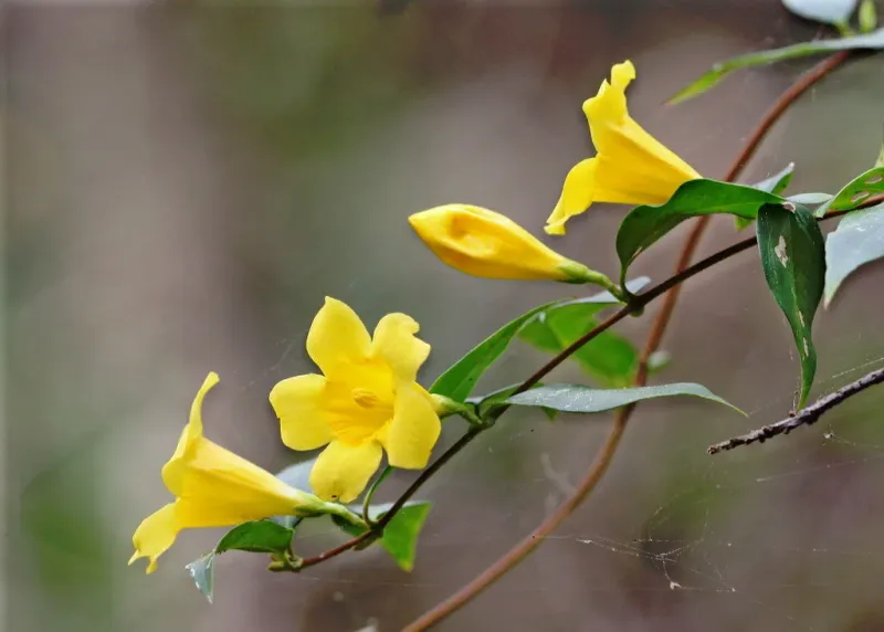 Carolina Jessamine