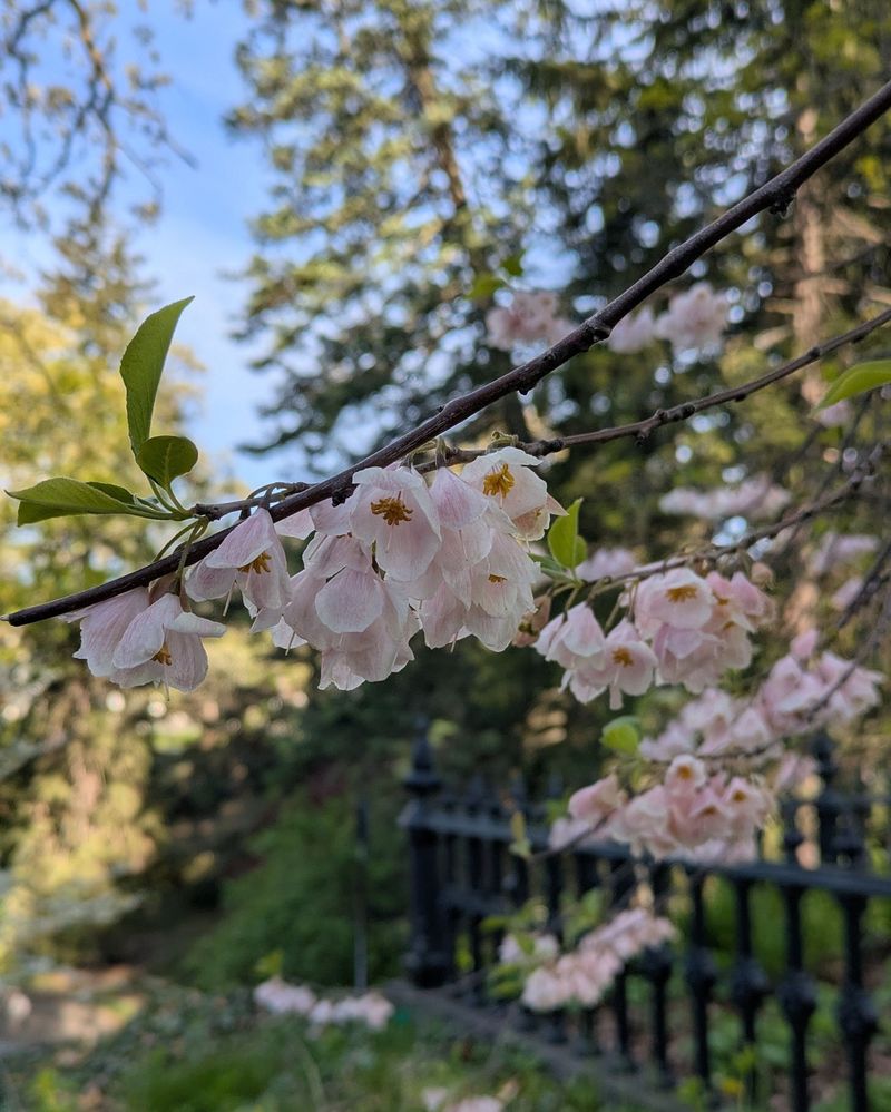 Carolina Silverbell Dangles White Bell-Shaped Flowers In Spring