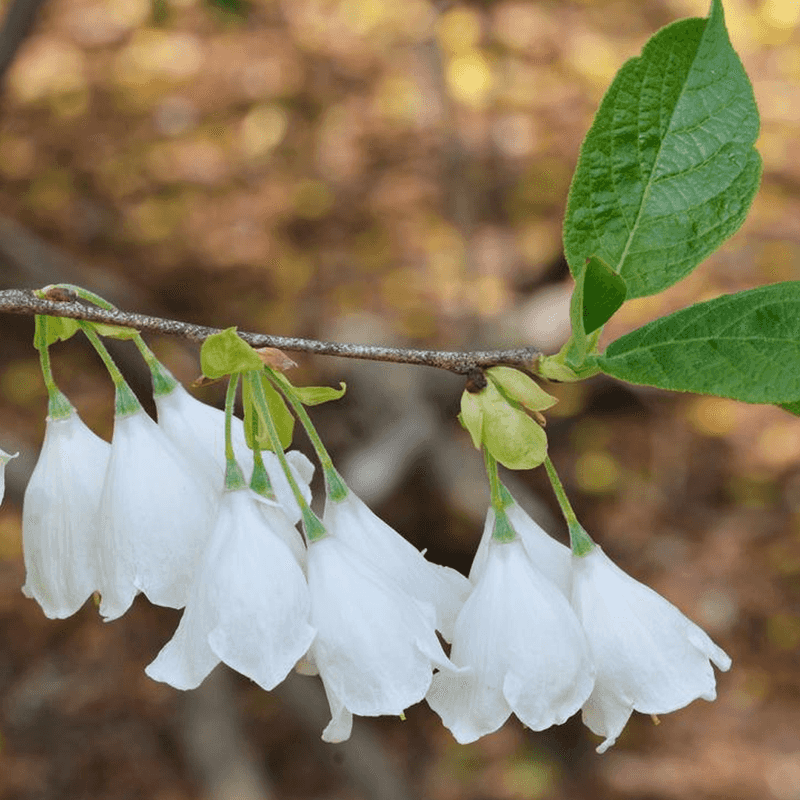 Carolina Silverbell For Dangling White Bells Carolina Silverbell For Dangling White Bells
