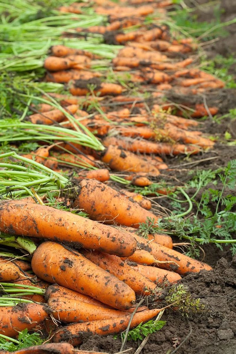 Carrots Carrots