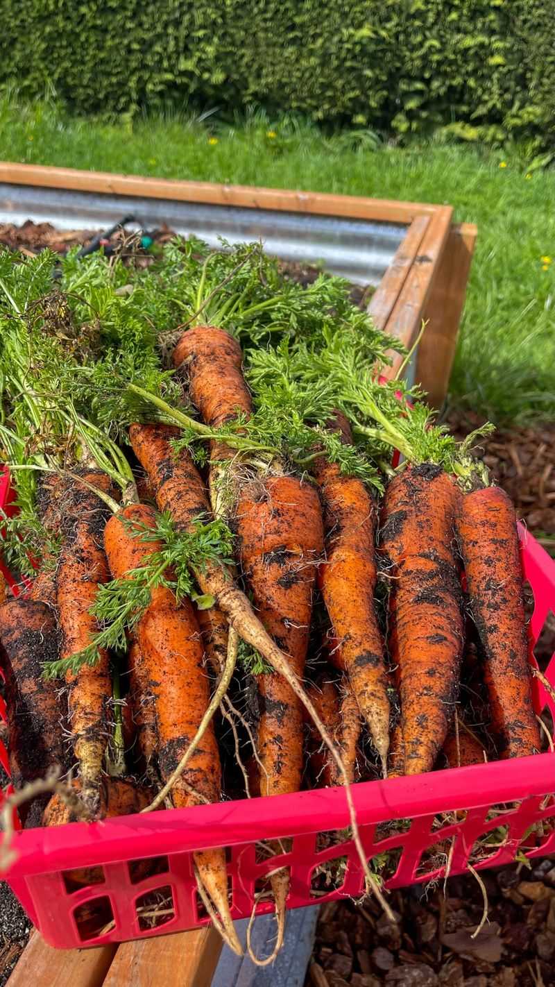 Carrots Carrots