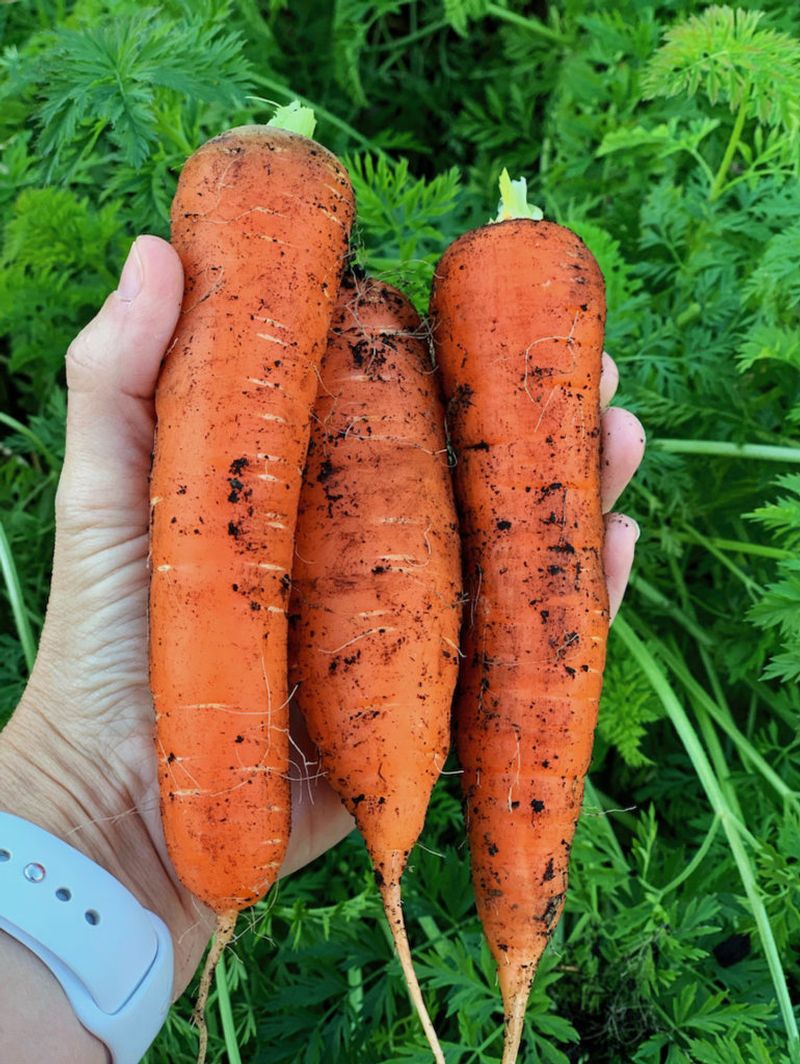 Carrots Can Still Be Sown During The Early Part Of October