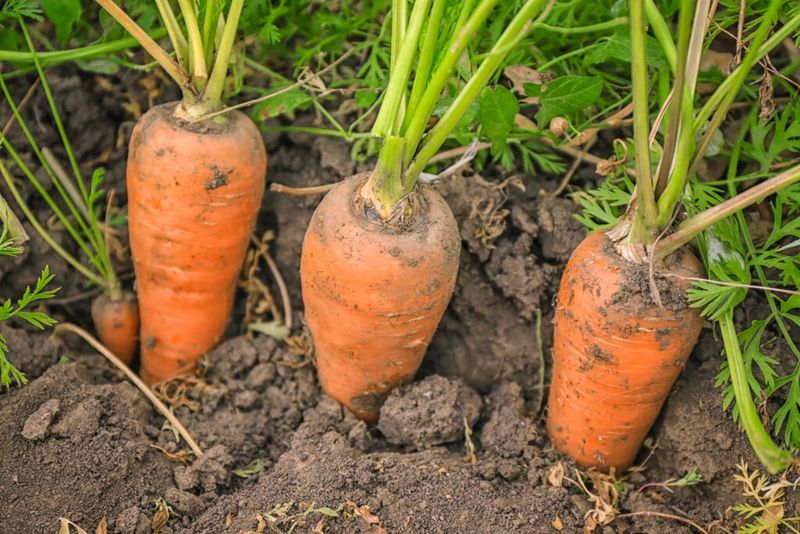 Carrots Get Sweeter In Cold Soil
