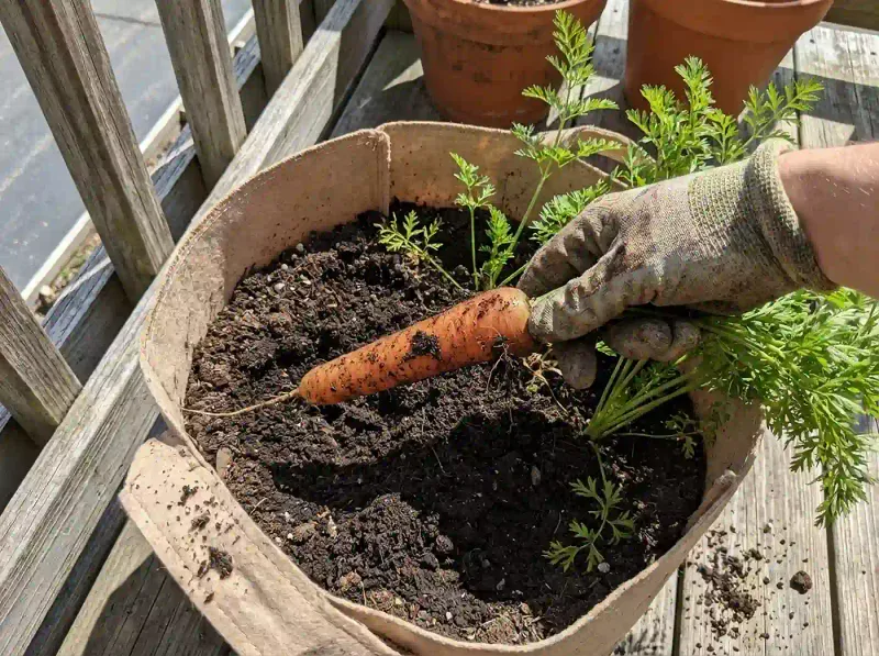 Carrots Grow Sweet And Straight In Grow Bags