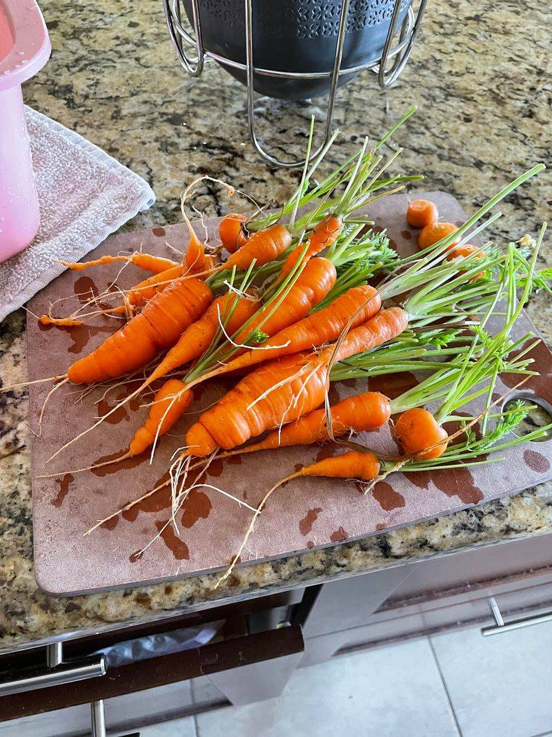 Carrots Sown For Sweet Winter Roots Carrots Sown For Sweet Winter Roots