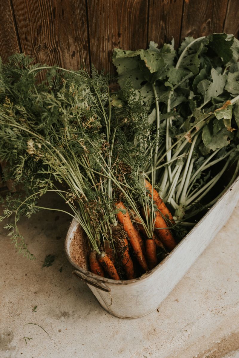 Carrots Stretching Down A Tall Bucket