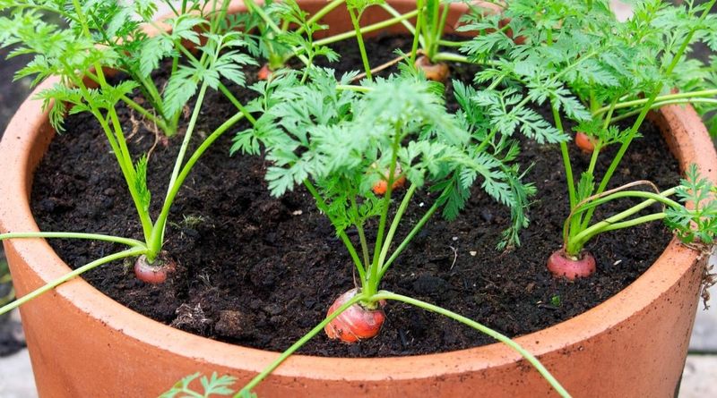 Carrots Without The Clay Struggle