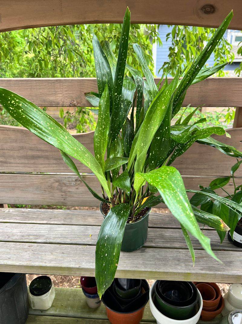 Cast Iron Plant Earns Its Name In Deep, Dim Shade Cast Iron Plant Earns Its Name In Deep, Dim Shade