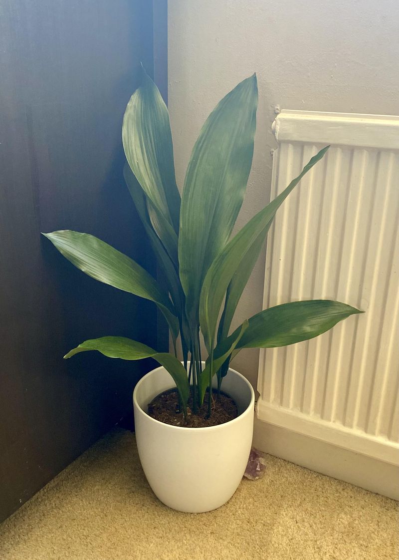 Cast Iron Plant Lives Up To Its Tough Name